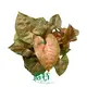 Youngplants | Hot-selling syngonium types Factory 1