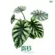 Custom alocasia odora Manufacturers Manufacturer | Youngplants 1