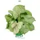 Youngplants | Hot-Sale propagating arrowhead plant Supply 1
