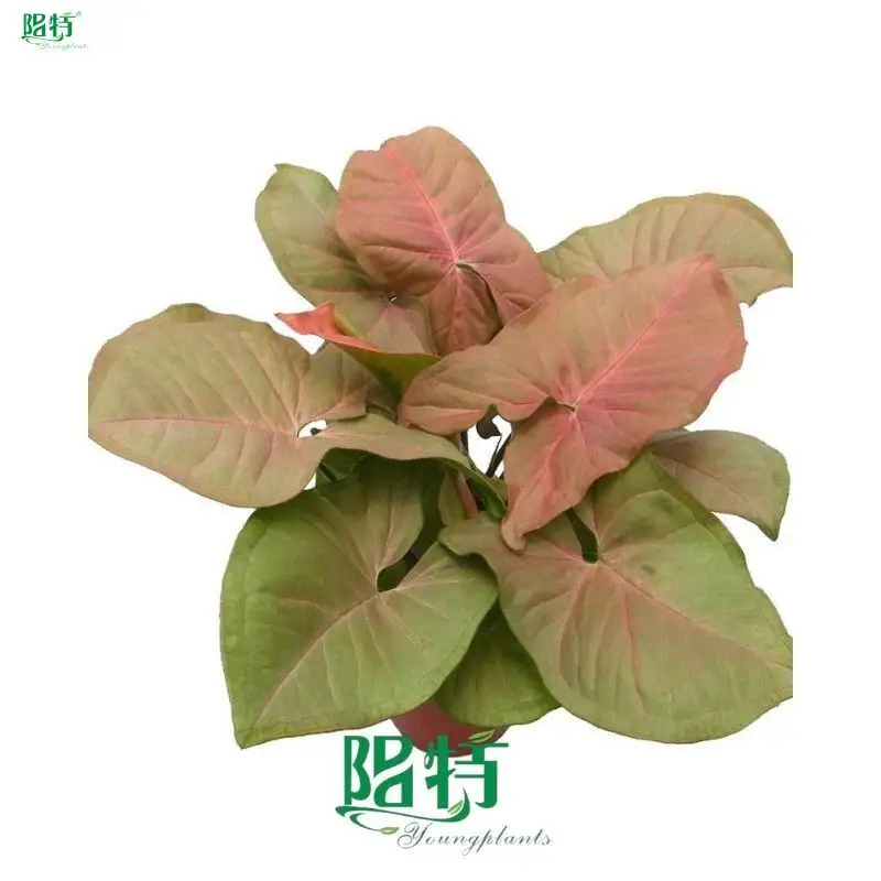 Custom syngonium variety Company Manufacturer | Youngplants 1