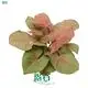 Custom syngonium variety Company Manufacturer | Youngplants 1