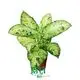 Custom dieffenbachia camille Supply Manufacturer | Youngplants 1