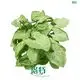 Youngplants | Hot-selling syngonium podophyllum arrow Company 1