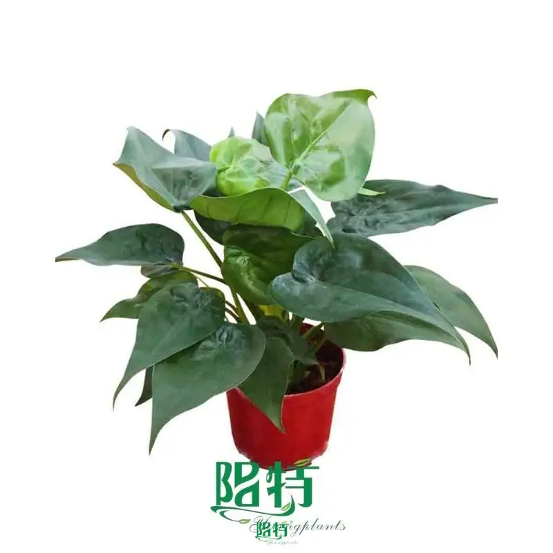Youngplants | Hot-selling alocasia varieties Company 1