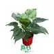 Youngplants | Hot-selling alocasia varieties Company 1