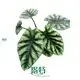 alocasia calidora at Wholesale Prices | Youngplants 1