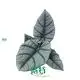Youngplants | Top alocasia portodora Suppliers 1