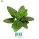 Youngplants | Wholesale philodendron seedlings Supply 1