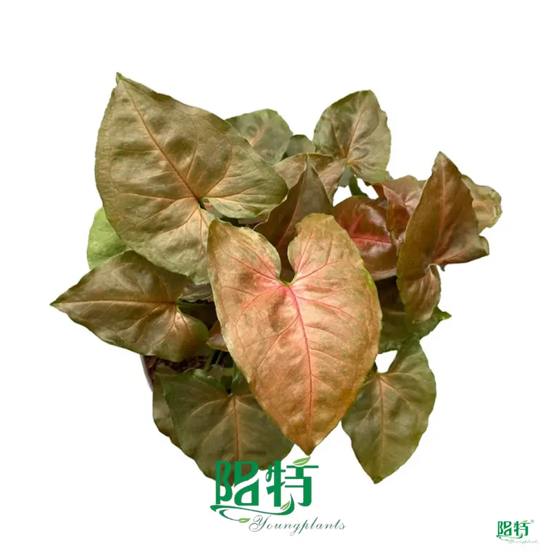 Youngplants | High-quality variegated arrowhead Manufacturers 1