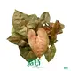 Youngplants | High-quality variegated arrowhead Manufacturers 1