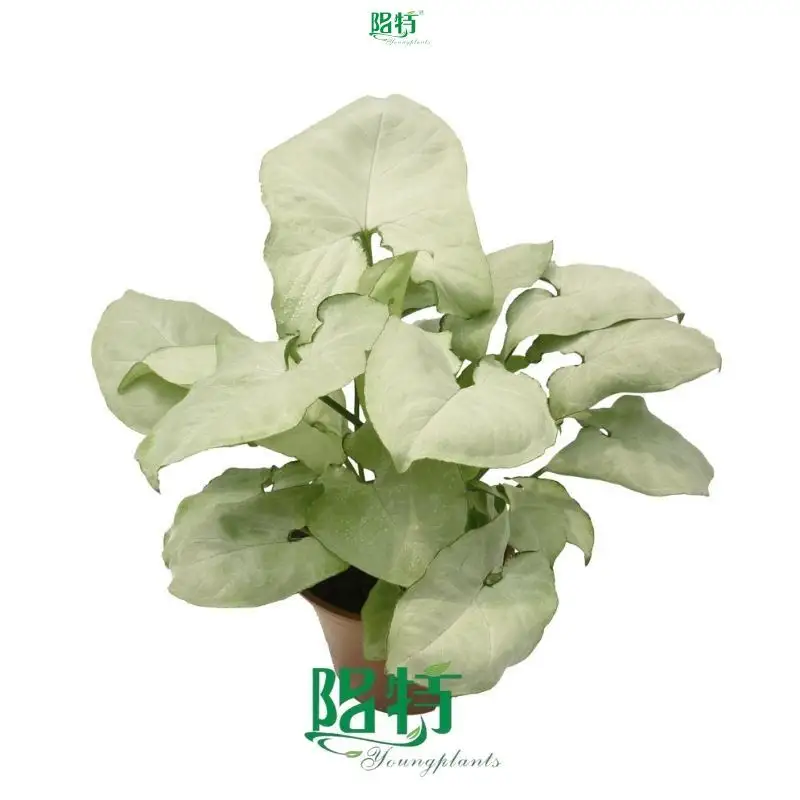 syngonium podophyllum arrow at Wholesale Prices | Youngplants 1