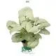 syngonium podophyllum arrow at Wholesale Prices | Youngplants 1