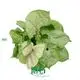 syngonium plant varieties at Wholesale Prices | Youngplants 1
