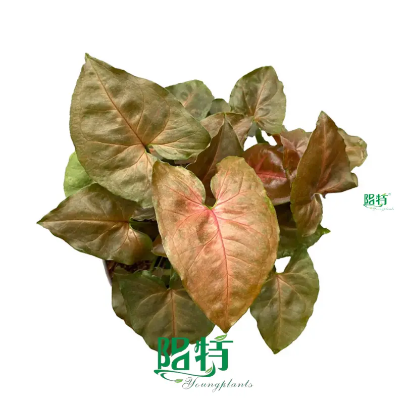  variegated arrowhead  | Youngplants 1