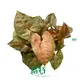  variegated arrowhead  | Youngplants 1