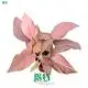 Youngplants |  arrowhead plant types  1