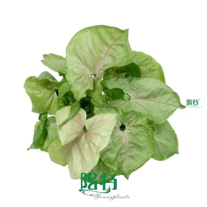  arrowhead plant  | Youngplants 1
