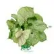  arrowhead plant  | Youngplants 1