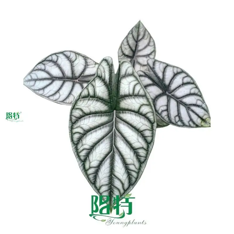  landscaping  | Youngplants 1