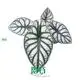  landscaping  | Youngplants 1