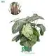 Youngplants |  Plants from cutting  1