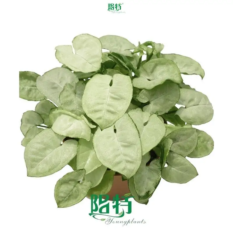 syngonium plant varieties at Wholesale Prices | Youngplants1 1