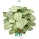 syngonium plant varieties at Wholesale Prices | Youngplants1 1