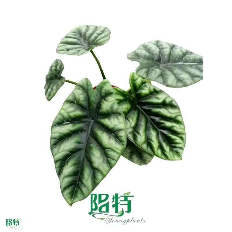 alocasia plant at Wholesale Prices | Youngplants 1