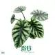 alocasia plant at Wholesale Prices | Youngplants 1