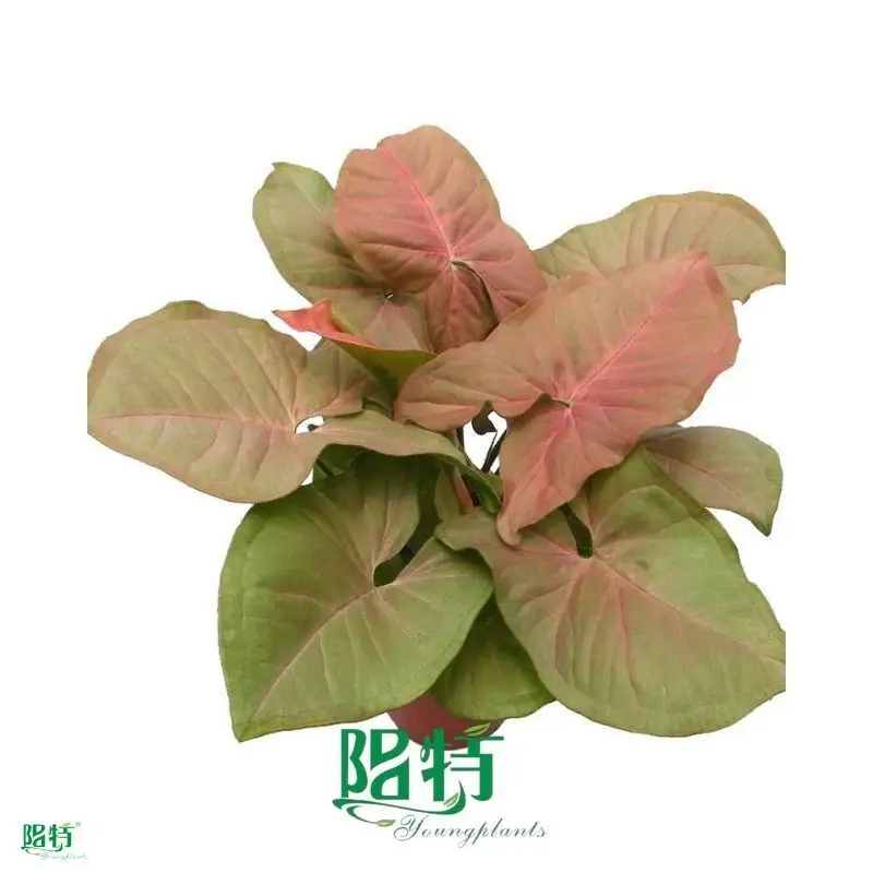 Youngplants |  syngonium podophyllum arrow  1