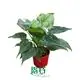  alocasia polly  | Youngplants 1
