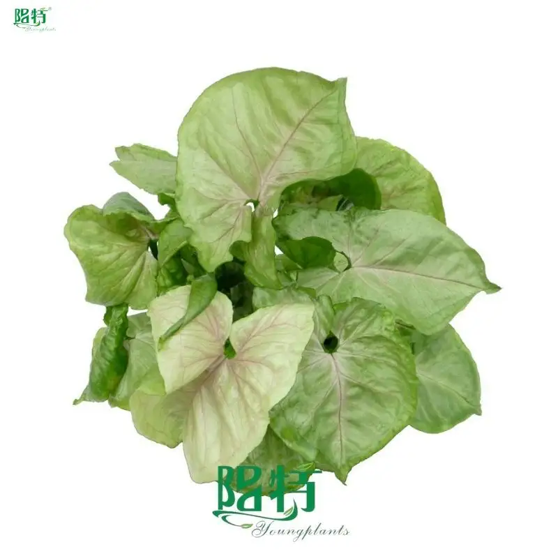 syngonium podophyllum pink at Wholesale Prices | Youngplants 1