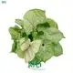 syngonium podophyllum pink at Wholesale Prices | Youngplants 1