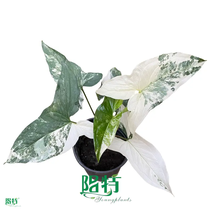 Custom syngonium podophyllum arrow  Manufacturer | Youngplants 1