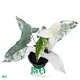 Custom syngonium podophyllum arrow  Manufacturer | Youngplants 1
