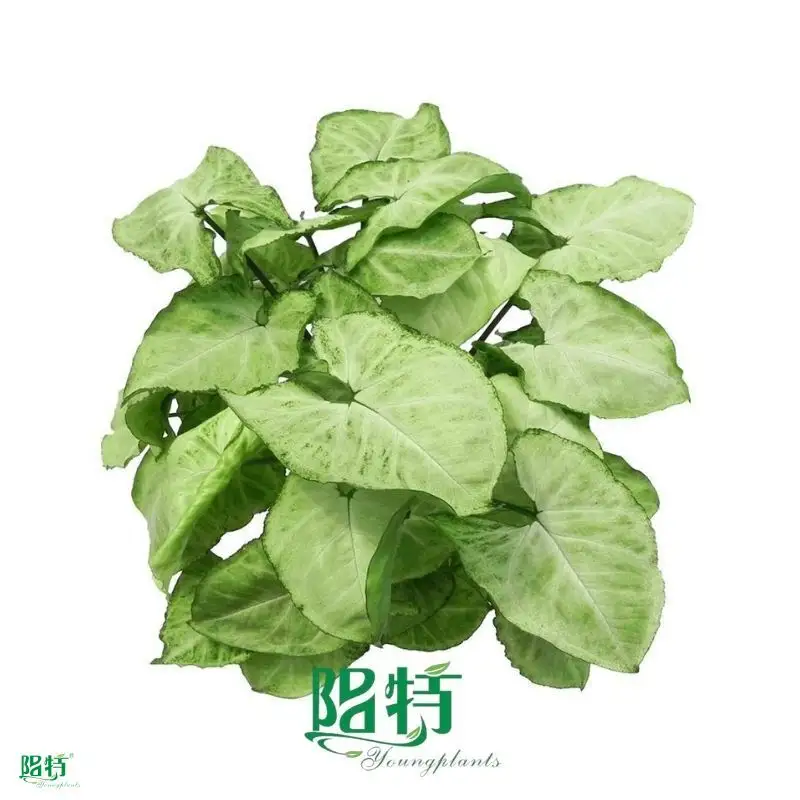 Custom syngonium podophyllum albo  Manufacturer | Youngplants 1