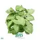 Custom syngonium podophyllum albo  Manufacturer | Youngplants 1