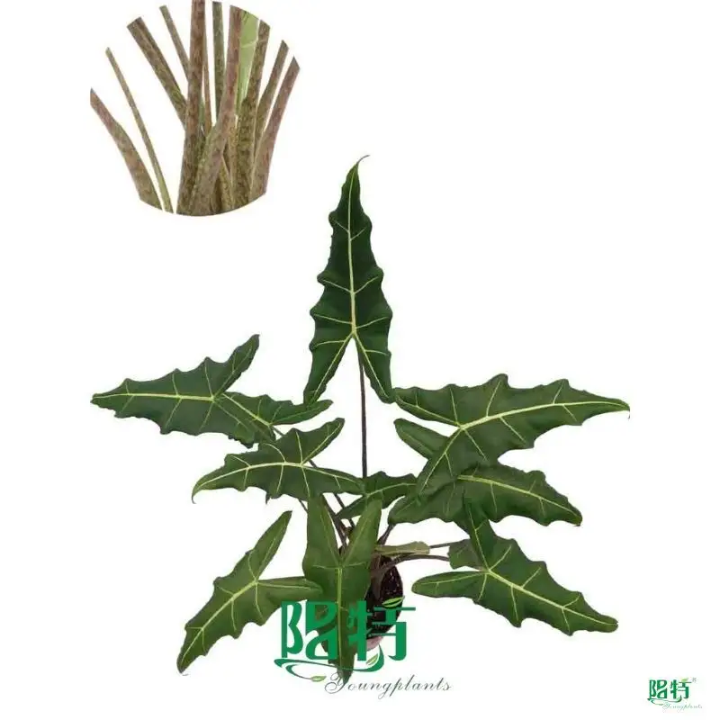 alocasia odora at Wholesale Prices | Youngplants 1