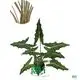 alocasia odora at Wholesale Prices | Youngplants 1
