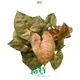 Youngplants |  syngonium podophyllum  1