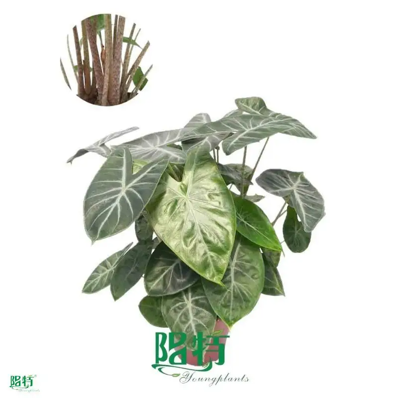 Custom alocasia calidora  Manufacturer | Youngplants 1