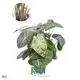 Custom alocasia calidora  Manufacturer | Youngplants 1