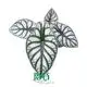 Youngplants |  alocasia portodora  1