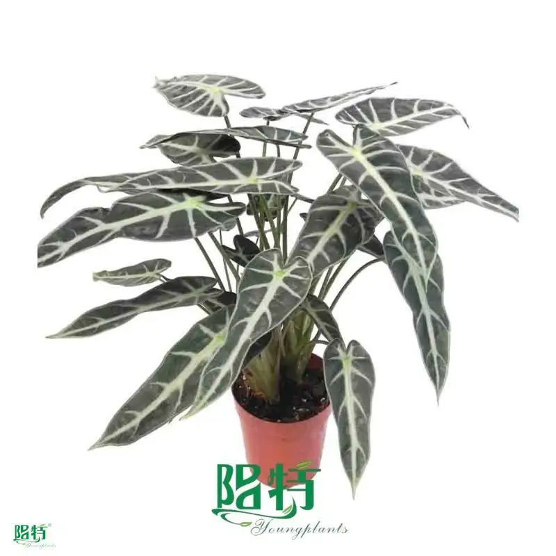 Youngplants |  alocasia cuprea  1