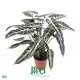 Youngplants |  alocasia cuprea  1