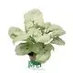 Youngplants |  syngonium podophyllum pink  1