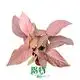 syngonium podophyllum variegated at Wholesale Prices | Youngplants 1