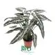 alocasia odora  | Youngplants 1