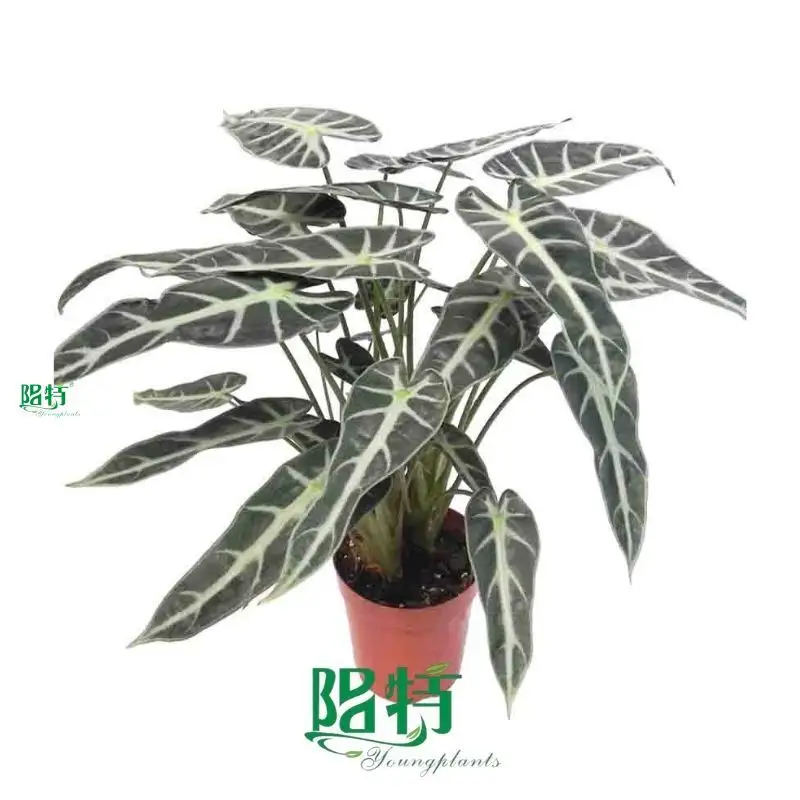 Youngplants |  alocasia lauterbachiana  1