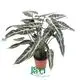 Youngplants |  alocasia lauterbachiana  1